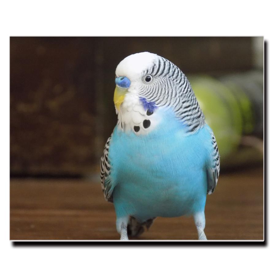 アートパネル インテリア インコ キャンバス ファブリック パネル 絵画 おしゃれ かわいい アニマル ポスター 額縁 壁紙 Lif P028 デザプリ オリジナルデザインプリントグッズ 通販 Yahoo ショッピング