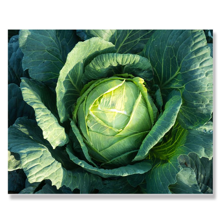 アートパネル インテリア キャベツ 野菜 キャンバス ファブリック パネル 絵画 おしゃれ かわいい 綺麗 ポスター 額縁 壁紙 Lif P034 デザプリ オリジナルデザインプリントグッズ 通販 Yahoo ショッピング