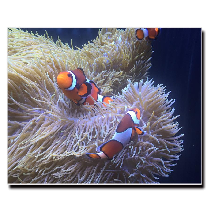 アートパネル インテリア カクレクマノミ ニモ 海 キャンバス ファブリック パネル 絵画 おしゃれ かわいい 綺麗 ポスター 額縁 壁紙 Lif P041 デザプリ オリジナルデザインプリントグッズ 通販 Yahoo ショッピング
