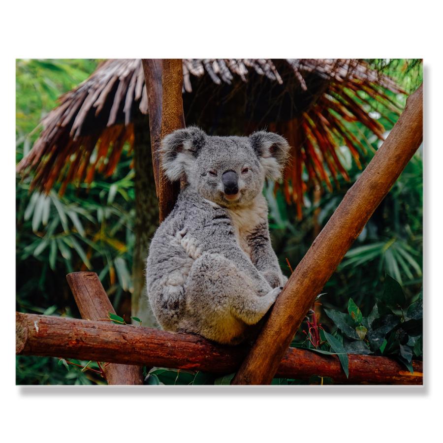 アートパネル インテリア コアラ 動物 キャンバス ファブリック パネル 絵画 おしゃれ かわいい 綺麗 ポスター 額縁 壁紙 Lif P045 デザプリ オリジナルデザインプリントグッズ 通販 Yahoo ショッピング