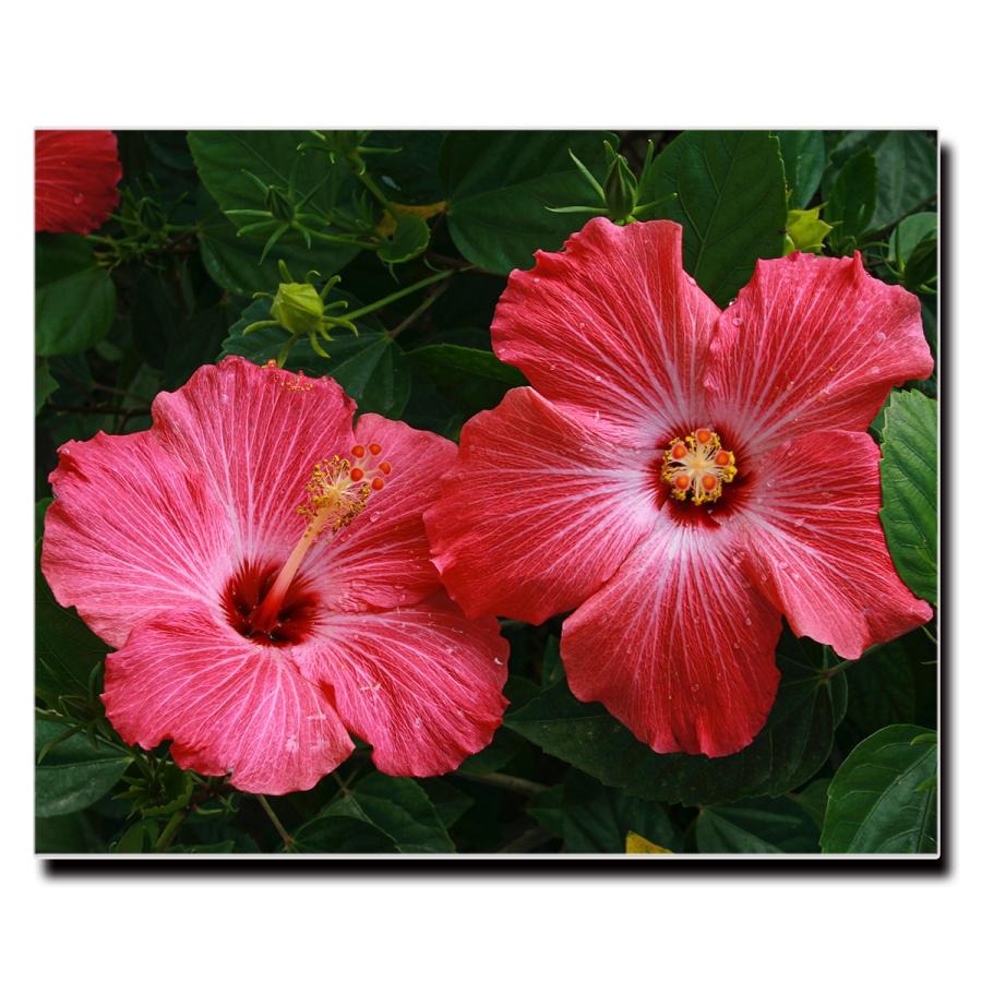 アートパネル インテリア ハイビスカス 花 キャンバス ファブリック パネル 絵画 おしゃれ かわいい 綺麗 ポスター 額縁 壁紙 Lif P052 デザプリ オリジナルデザインプリントグッズ 通販 Yahoo ショッピング