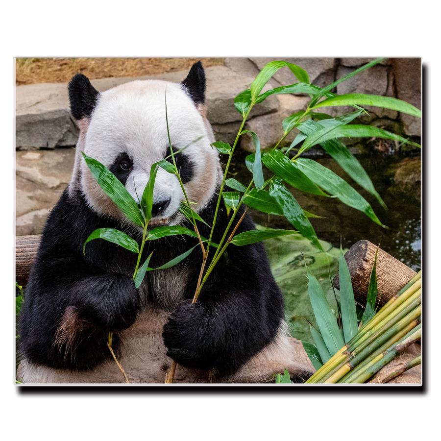 アートパネル インテリア パンダ 動物 キャンバス ファブリック パネル 絵画 おしゃれ かわいい 綺麗 ポスター 額縁 壁紙 Lif P057 デザプリ オリジナルデザインプリントグッズ 通販 Yahoo ショッピング