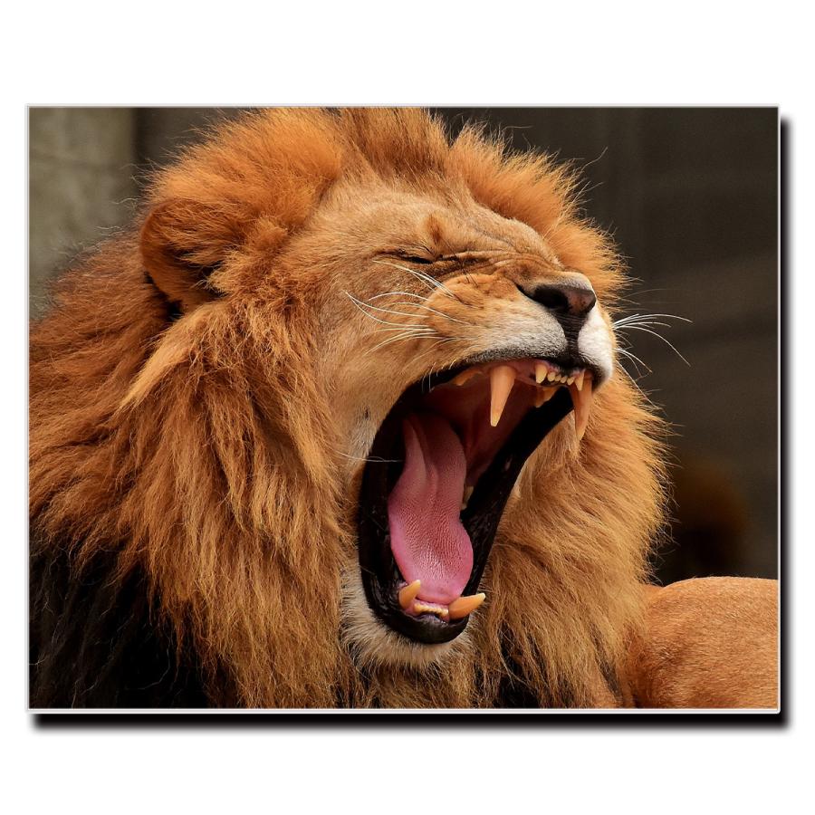 アートパネル インテリア ライオン 動物 キャンバス ファブリック パネル 絵画 おしゃれ かわいい 綺麗 ポスター 額縁 壁紙 Lif P059 デザプリ オリジナルデザインプリントグッズ 通販 Yahoo ショッピング