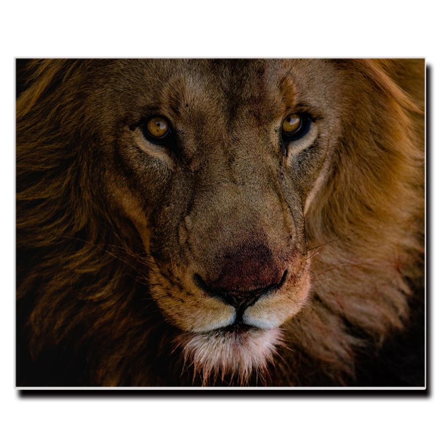 アートパネル インテリア ライオン 動物 キャンバス ファブリック パネル 絵画 おしゃれ かわいい 綺麗 ポスター 額縁 壁紙 Lif P059 Brave Sports 通販 Yahoo ショッピング