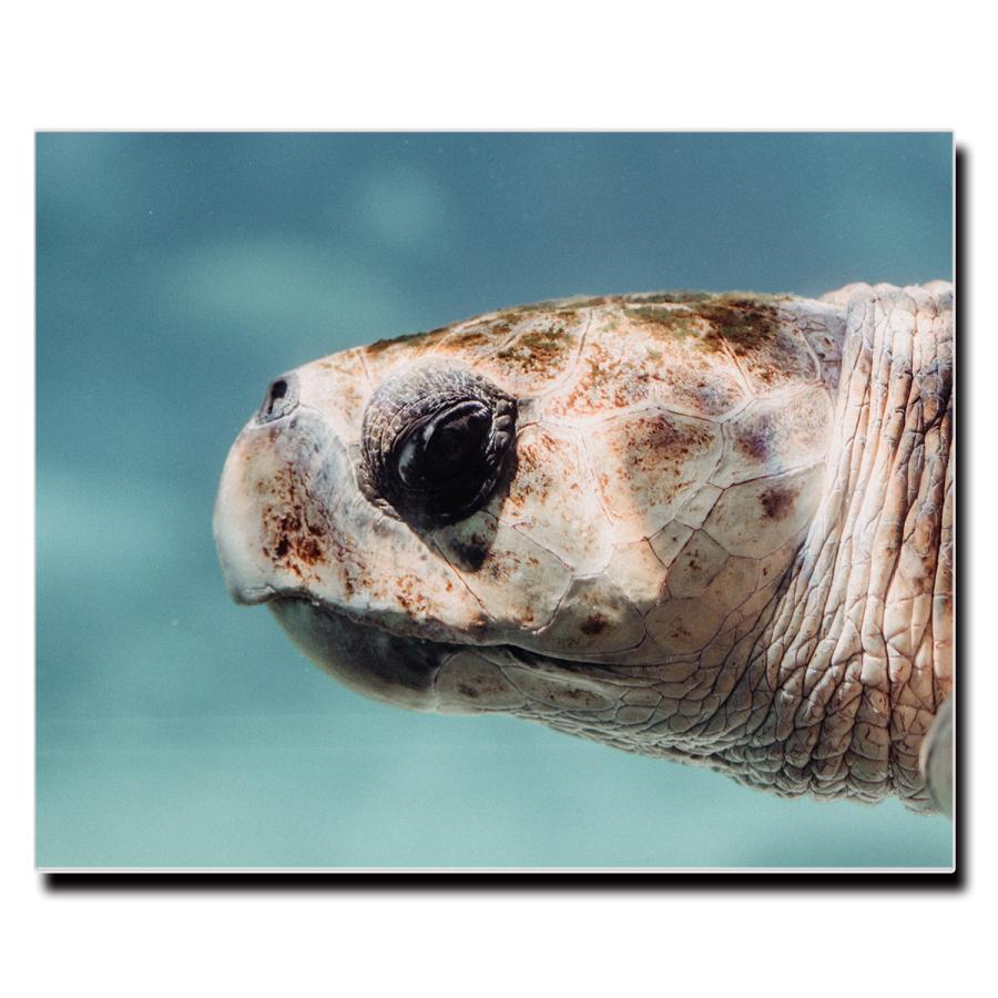 アートパネル インテリア 亀 カメ キャンバス ファブリック パネル 絵画 おしゃれ かわいい 綺麗 ポスター 額縁 壁紙 Lif P062 デザプリ オリジナルデザインプリントグッズ 通販 Yahoo ショッピング