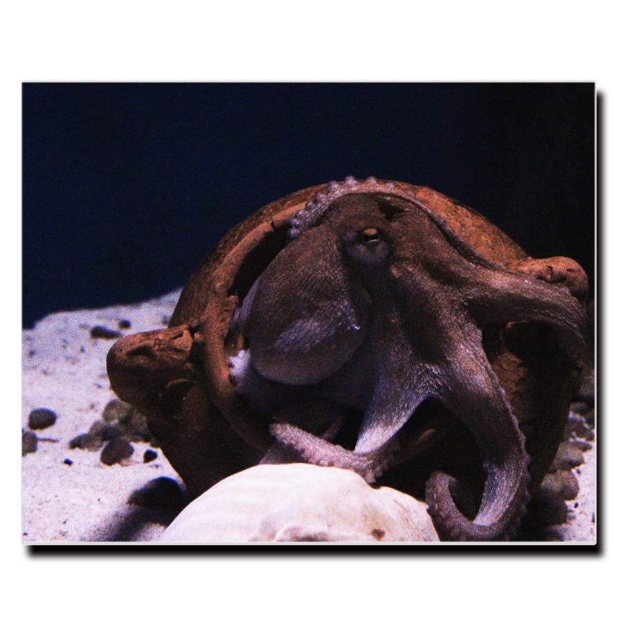 アートパネル インテリア タコ 蛸 キャンバス ファブリック パネル 絵画 おしゃれ かわいい 綺麗 ポスター 額縁 壁紙 Lif P087 デザプリ オリジナルデザインプリントグッズ 通販 Yahoo ショッピング