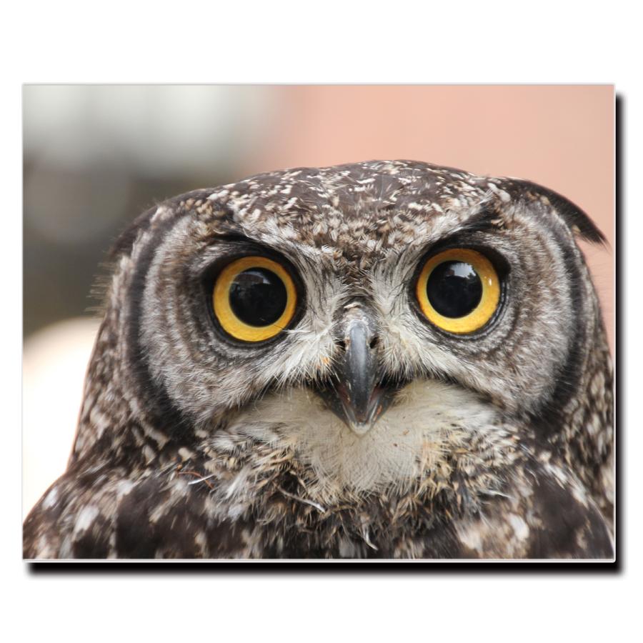 アートパネル インテリア ふくろう 鳥 ミミズク ホーホー 夜行性 キャンバス ファブリック パネル 絵画 おしゃれ かわいい 綺麗 ポスター 額縁 壁紙 Lif P094 デザプリ オリジナルデザインプリントグッズ 通販 Yahoo ショッピング