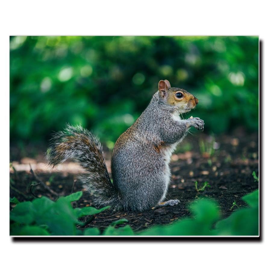 アートパネル インテリア リス キャンバス ファブリック パネル 絵画 おしゃれ かわいい 綺麗 ポスター 額縁 壁紙 Lif P098 デザプリ オリジナルデザインプリントグッズ 通販 Yahoo ショッピング