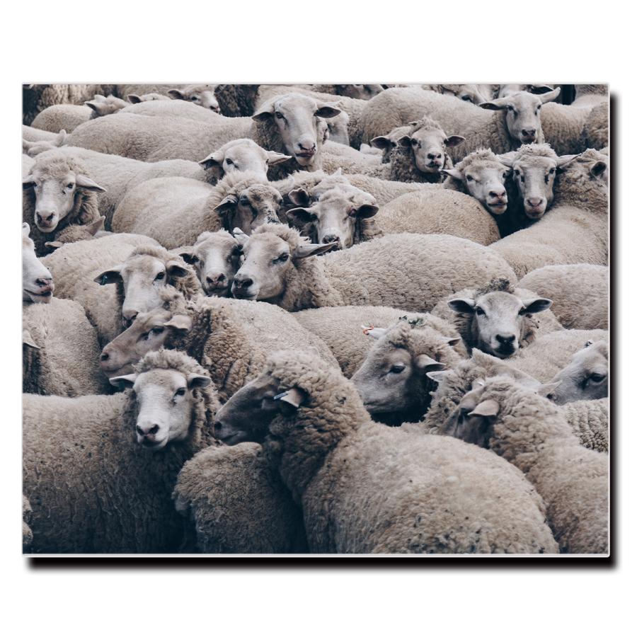 アートパネル インテリア 羊 動物 キャンバス ファブリック パネル 絵画 かわいい おしゃれ Lif P105 デザプリ オリジナルデザインプリントグッズ 通販 Yahoo ショッピング