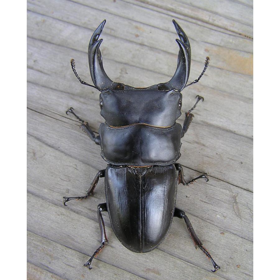 菌糸ビン 高品質 高性能 BREED 1500ml 10本セット ブリード 菌糸瓶 菌