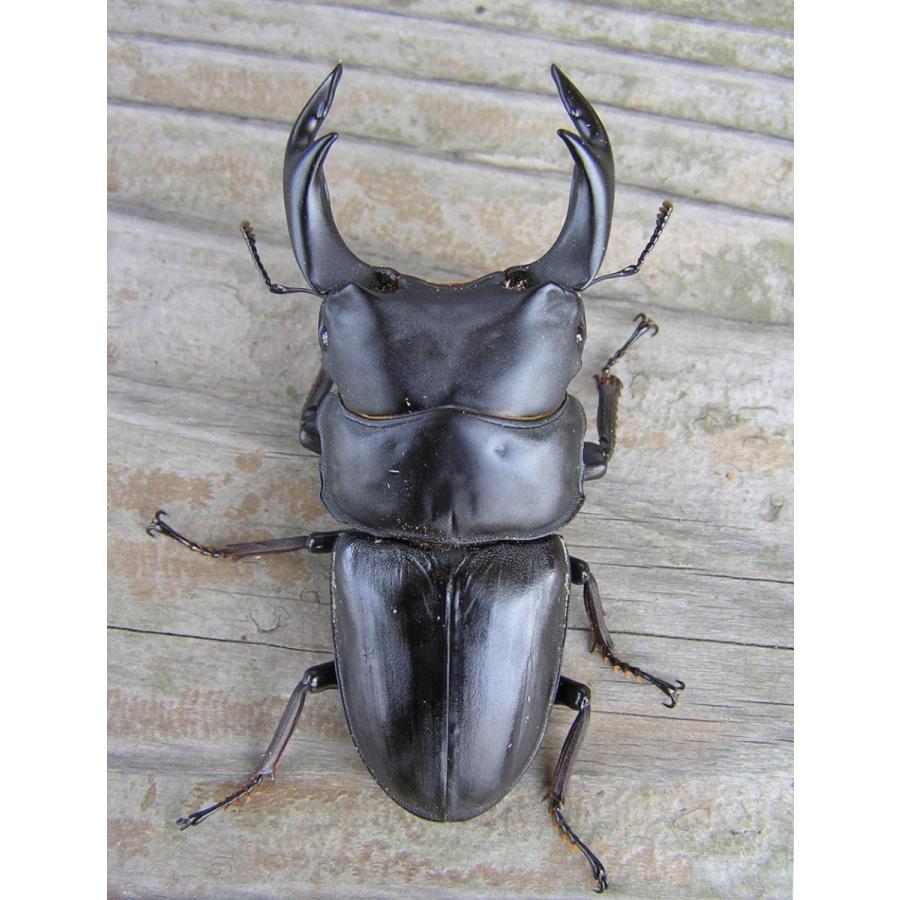 BREED　１５００菌糸ビン　１０本　フクロウ様 BREED 1500菌糸ビン 10本 フクロウ様 BREED 1500ml 菌糸ビン（2