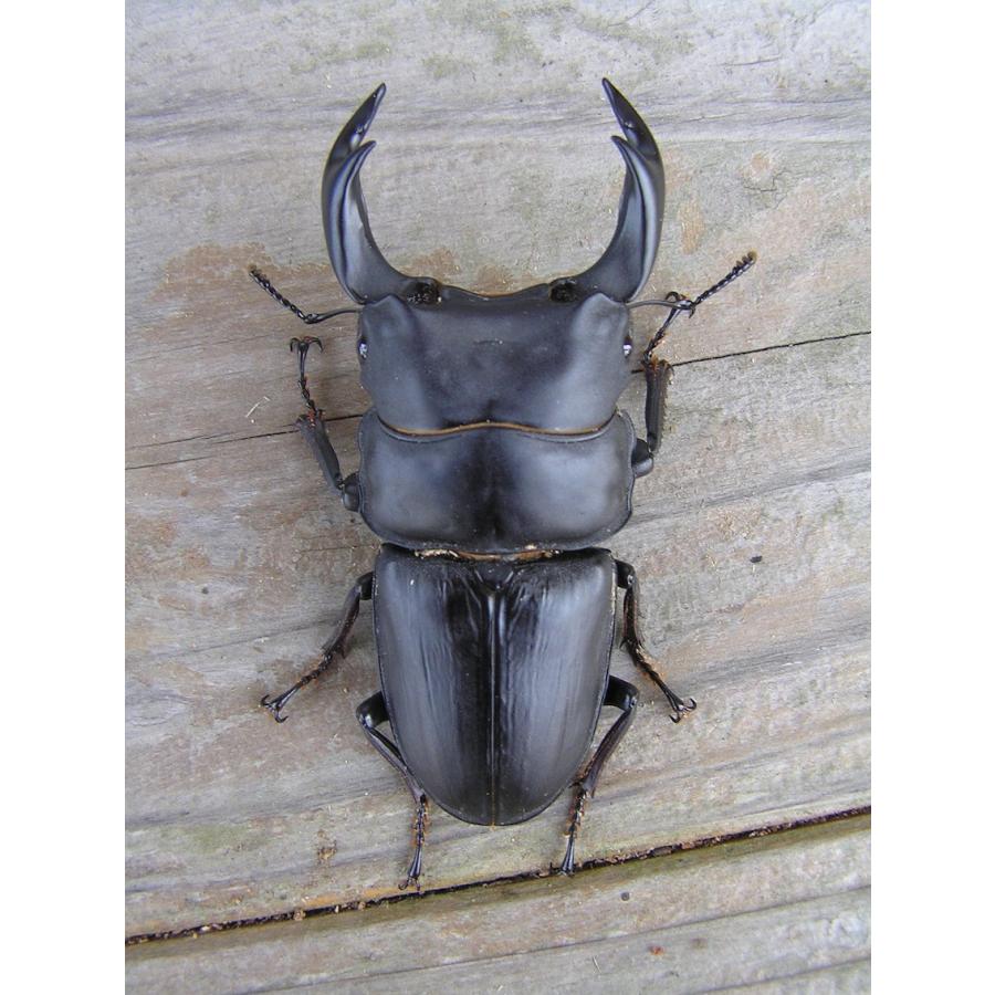 菌糸ビン　高品質　高性能　BREED　1500ml　30本セット　ブリード　菌糸瓶　菌床 