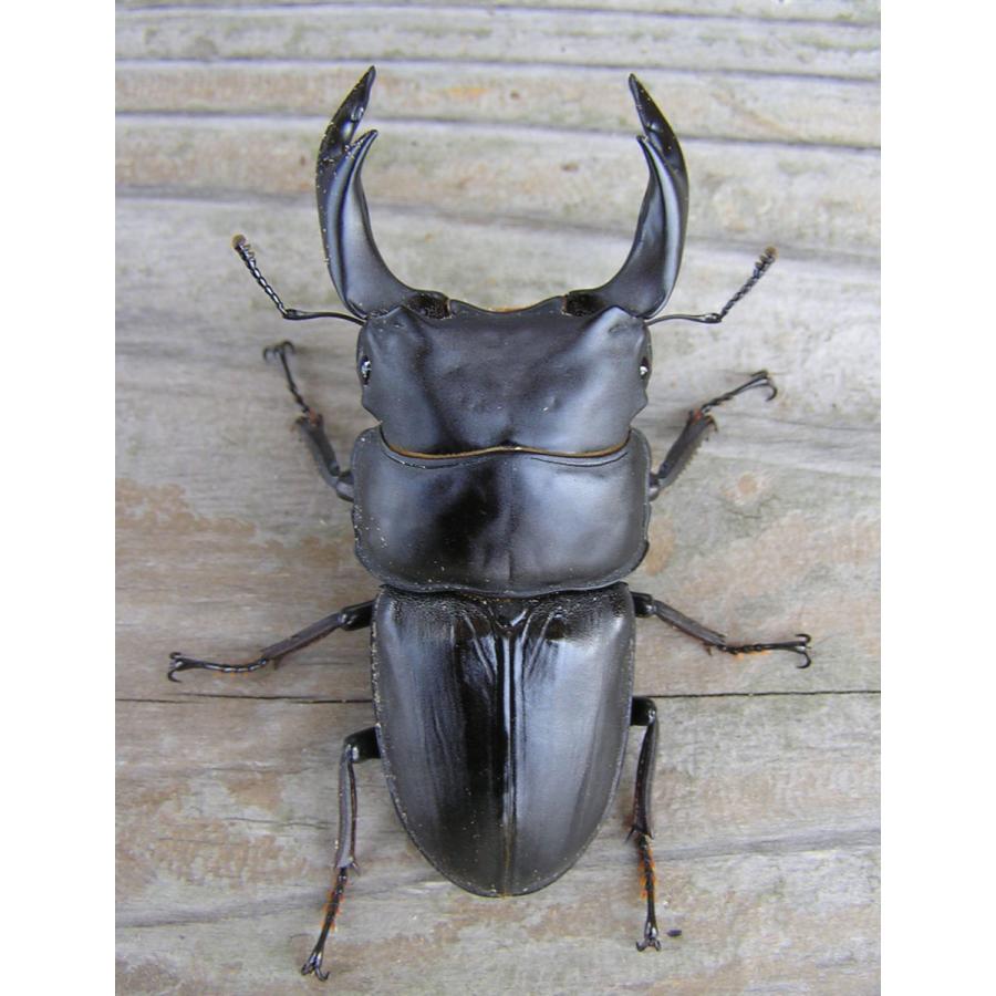 菌糸ブロック 高品質・高性能 BREED 3500ml 10個 ブリード 菌床 菌糸