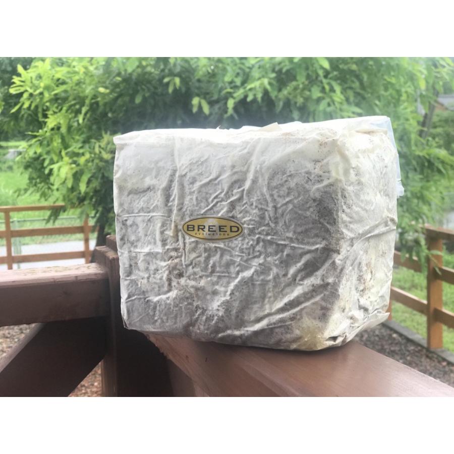 高性能・高品質　BREED菌糸ブロック　3500cc　10個 菌糸ブロック 高品質・高性能 BREED 3500ml 10個 ブリード 菌床 菌糸