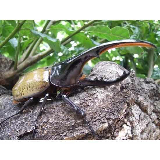 大型 美形ヘラクレスオオカブト 幼虫飼育セット ガイドブック付き 初心者 お子様にもオススメ H Y S B Breedoutfitters 通販 Yahoo ショッピング