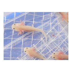 ウーパールーパー リューシー黒目の金環 ７ ９ｃｍ前後生体の販売 Mv07wz8ve9 ブリーダークラブ 通販 Yahoo ショッピング