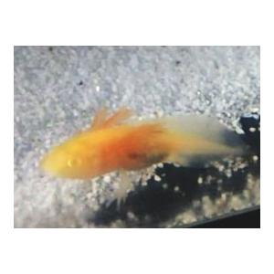 ウーパールーパー ゴールデン ３ ５cm前後 生体の販売 Mv07zqcpbr ブリーダークラブ 通販 Yahoo ショッピング