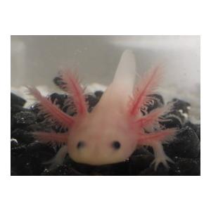 ウーパールーパー 5種5匹セット 3 6cm前後 生体の販売 低価格化