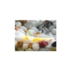 ウーパールーパー(5種5匹セット)3〜5cm前後(生体の販売) : ブリーダー