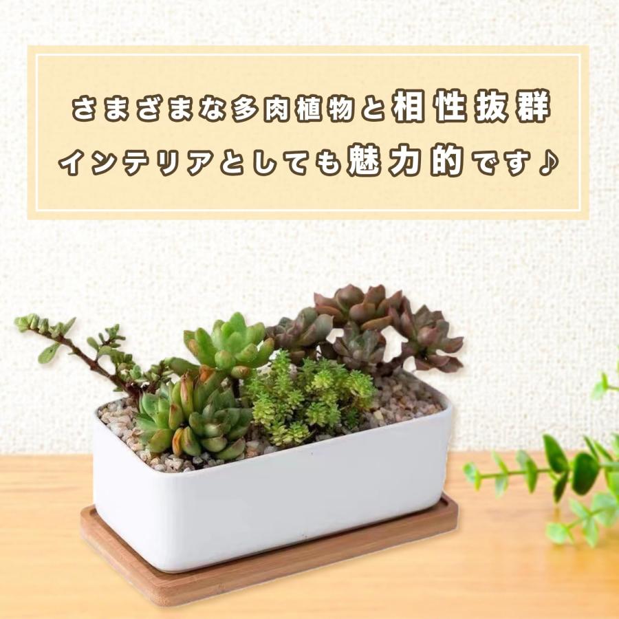 Crystal craft プランター セラミック オシャレ 植木鉢 多肉植物 Crystal craft プランター セラミック オシャレ 植木鉢 多肉植物