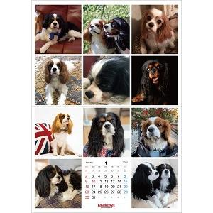 キャバリアネット（CavalierNet）　キャバリアカレンダー2022　（最終記念版です！） |  | 02