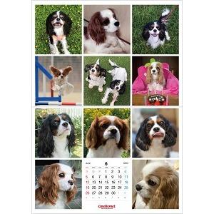 キャバリアネット（CavalierNet）　キャバリアカレンダー2022　（最終記念版です！） |  | 03