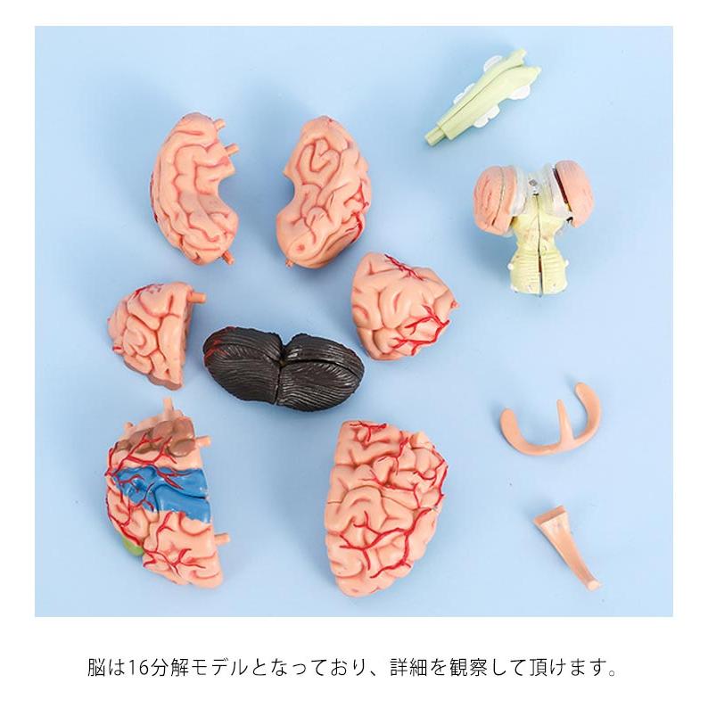 脳模型 医学 3B 9分解モデル ドイツ製 【公式通販】