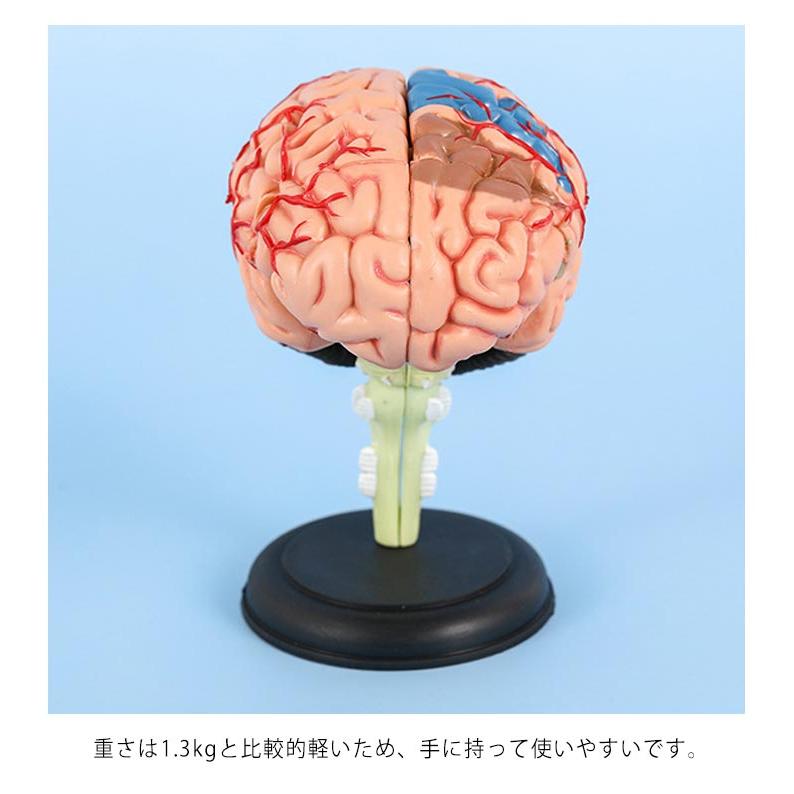 脳模型 医学 3B 9分解モデル ドイツ製 【公式通販】
