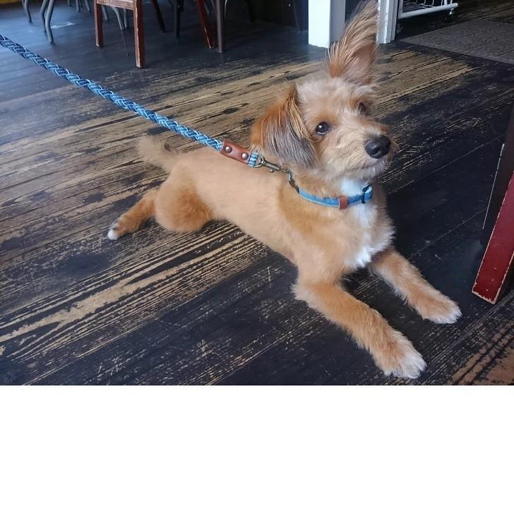 犬のリード デニムリード 小型犬 デニム 丸編み リード 犬用リード 犬のリード 岡山デニム 直径１cm おしゃれ 可愛い プレゼント 誕生日  araiyan |  | 08