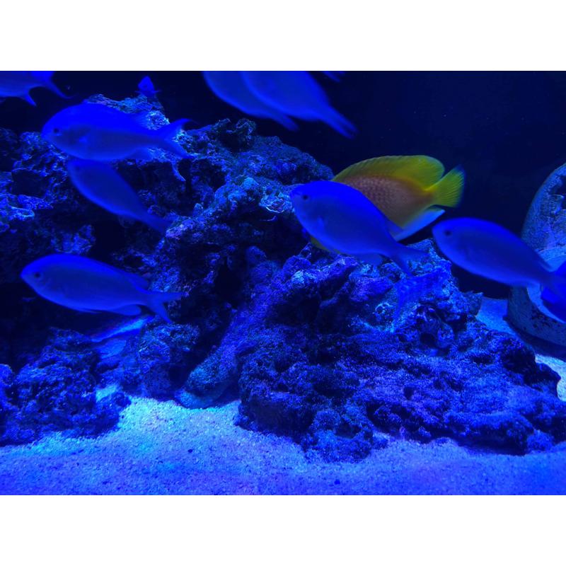 LED 水槽 アクアリウムライト E26 水槽ライト 20W 水槽対応 水槽用照明