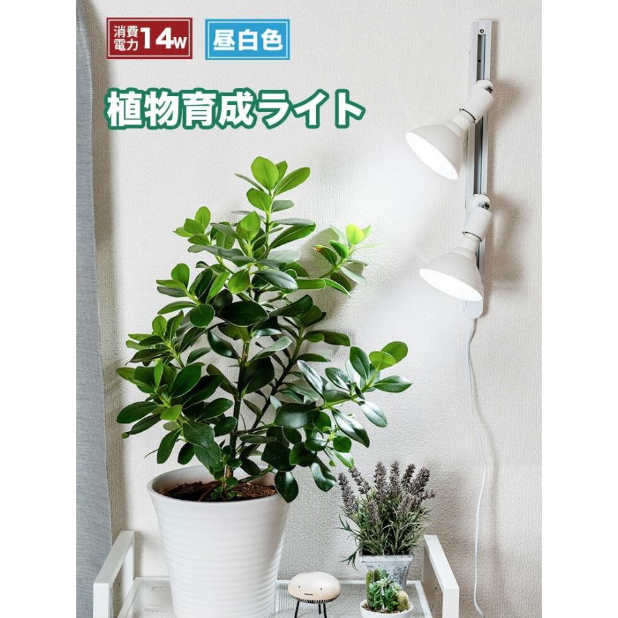 Beamtec（ビームテック） LED 植物育成 水耕栽培 LEDライト 観葉 植物