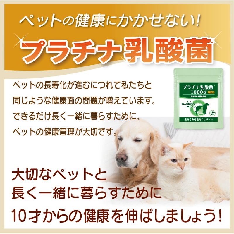 犬 猫 乳酸菌 サプリ 免疫調整 腸内環境 ペット サプリメント 粒 送料