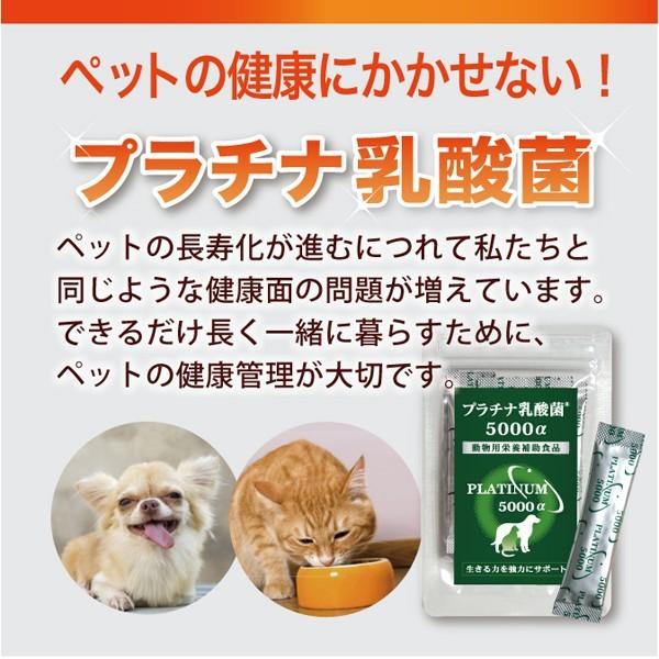 乳酸菌 サプリ ペット 犬 猫 餌 プラチナ乳酸菌5000α 初回限定 お試し2 