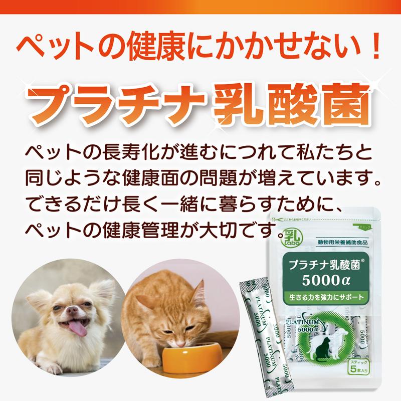 犬 猫 乳酸菌 ペット サプリ わん にゃん サプリメント 免疫力 国産