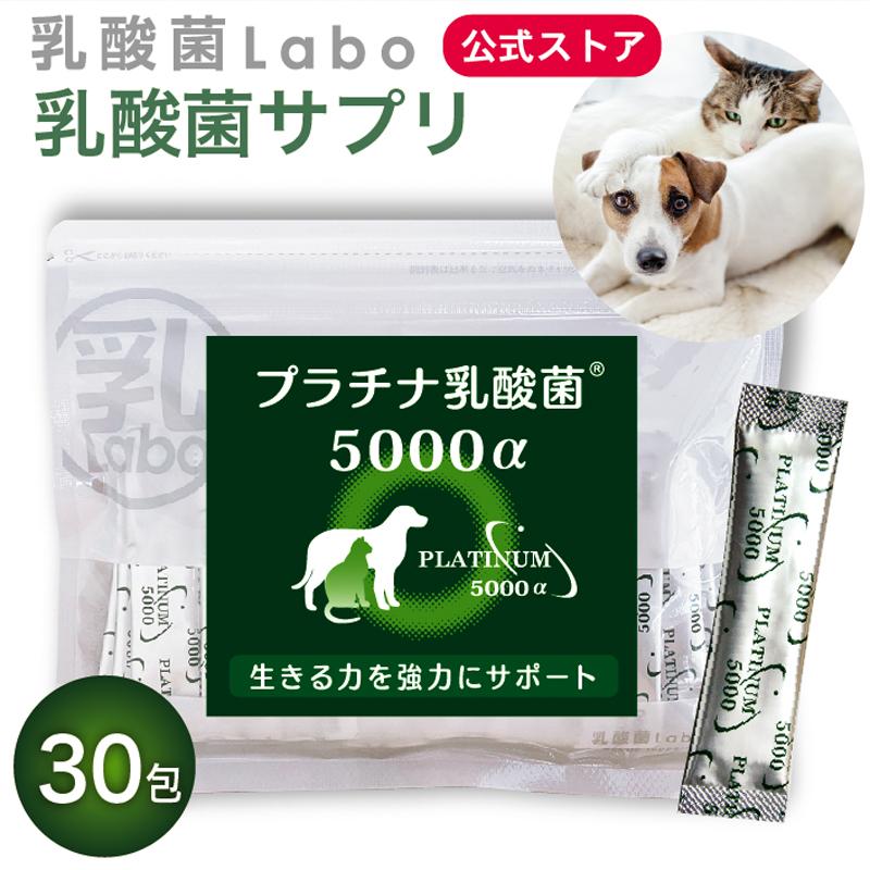 乳酸菌 サプリ ペット 犬 猫 有名な 餌 health supplement dog プラチナ乳酸菌5000α cat 本店 30包入