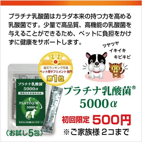 犬 猫 乳酸菌サプリ プラチナ乳酸菌5000α(顆粒タイプ1袋スティック30包入)ペットサプリ 国産 猫用 犬用 便秘 整腸 サプリメント 腸内環境サプリ :y-p5000-20:乳酸菌ラボ - 通販 - Yahoo!ショッピング 犬 猫 乳酸菌サプリ プラチナ乳酸菌5000α(顆粒タイプ1袋スティック30包入)ペットサプリ 国産 猫用 犬用 便秘 整腸 サプリメント 腸内環境サプリ :y-p5000-20:乳酸菌ラボ - 通販 - Yahoo!ショッピング