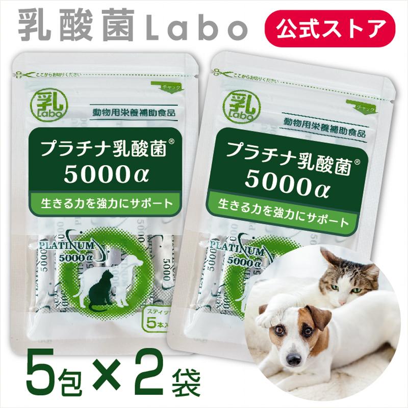 ペット サプリ 犬 ギフト 猫 乳酸菌 サプリメント cat dog supplement プラチナ乳酸菌5000α 5包入 health 5☆好評