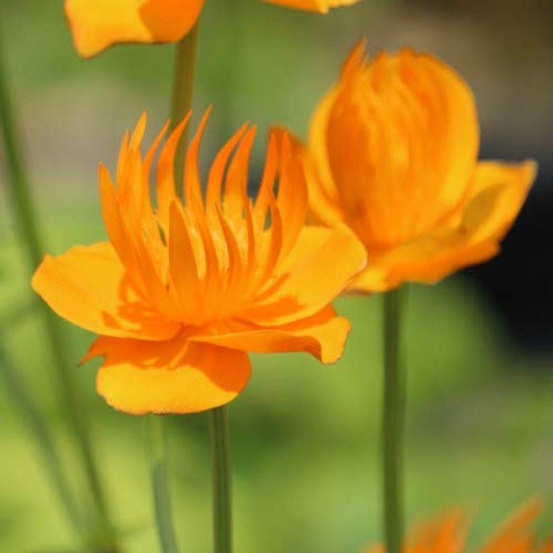 直売新作 紫桜館山の花屋トロリウス ゴールデンクイーン 9cmポット苗ポットセット 宿根草 カンムリキンバイ 冠金梅 免税送料無料 Miracleleaffl Com