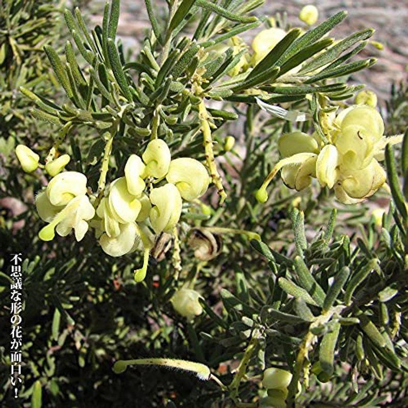 安い激安 グレビレア ルテア 低木 庭木 常緑樹 安い新品 Ssl Daikyogo Or Jp