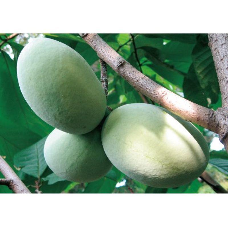 ネット直販店 ポポー苗木 マンゴー 接木2年生 クリアランス純正品 Ssl Daikyogo Or Jp