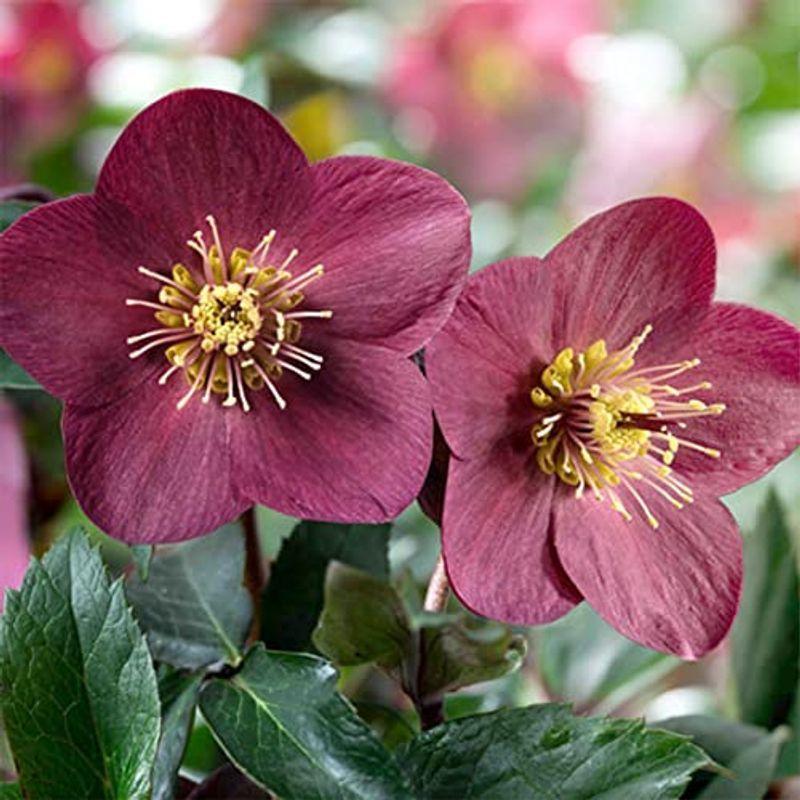 ミニの通販 クリスマスローズ Hgc 氷の薔薇 レッド 7号ポット大苗品種で選べる花苗 1個売り学名 Helleborus キンポウゲ科ヘレボルス属 原 特価公式 Moliya Tj