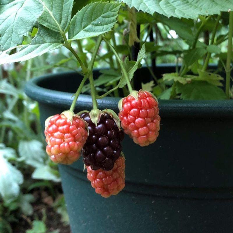 オリジナル 庭木 植木 果樹苗 ボイセンベリー ボイスンベリー 樹高40ｃｍ 佐川急便発送