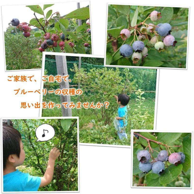 はじめての ブルーベリー栽培セット 寒冷地向け これさえあれば全部そろってる ブルーベリー 苗 苗木２株 植替え用鉢２つ 当店独自配合用土 その他苗木 植木 Arisedigital Com Br
