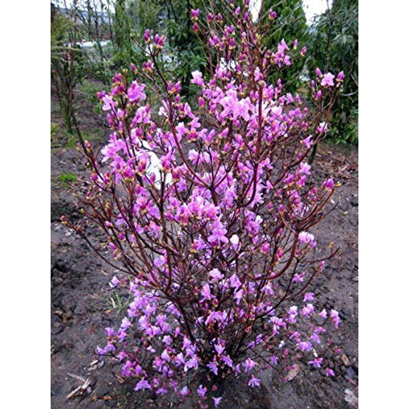 安いショップ ミツバツツジ 紫花 樹高1m前後根鉢含まず 花木 庭木 植木 落葉樹 落葉低木 ショッピングクリアランス Ssl Daikyogo Or Jp