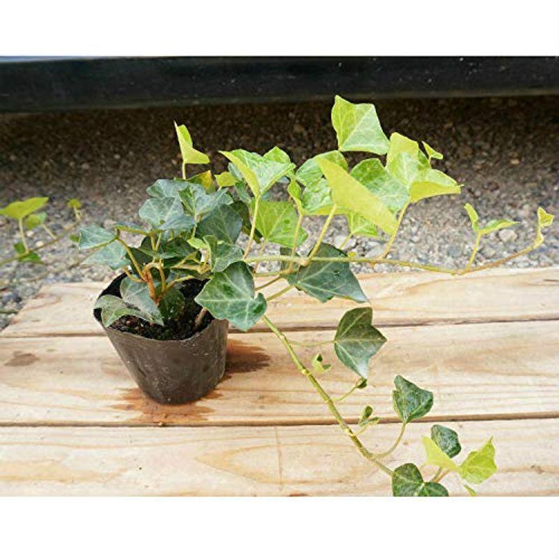 純正新販売 苗 苗木 30ポットセット ヘデラ ヘリックス 9cmポット アイビー 苗木 植木 苗 庭木 生け垣 30本 30 純正特売中 Ssl Daikyogo Or Jp