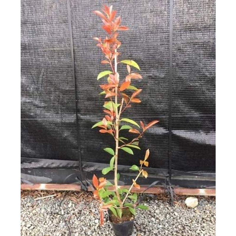 唯一のサイト 花と緑 10本セットレッドロビン 樹高0 8m前後 15cmポット れっどろびん ベニカナメモチ ベニカナメ れっどろびん 苗 植木 苗木 ネット卸売 Ssl Daikyogo Or Jp