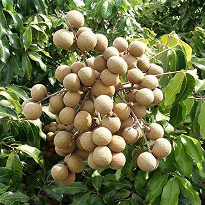 クリアランス販売品 ロンガン 竜眼 リュウガン の苗木 6号鉢接木苗 1本売り 鉢植えなのでそのまま栽培可能 果樹 3 4年生 接木苗ムクロジ科三兄弟 ライ アウトレットクーポン Ssl Daikyogo Or Jp