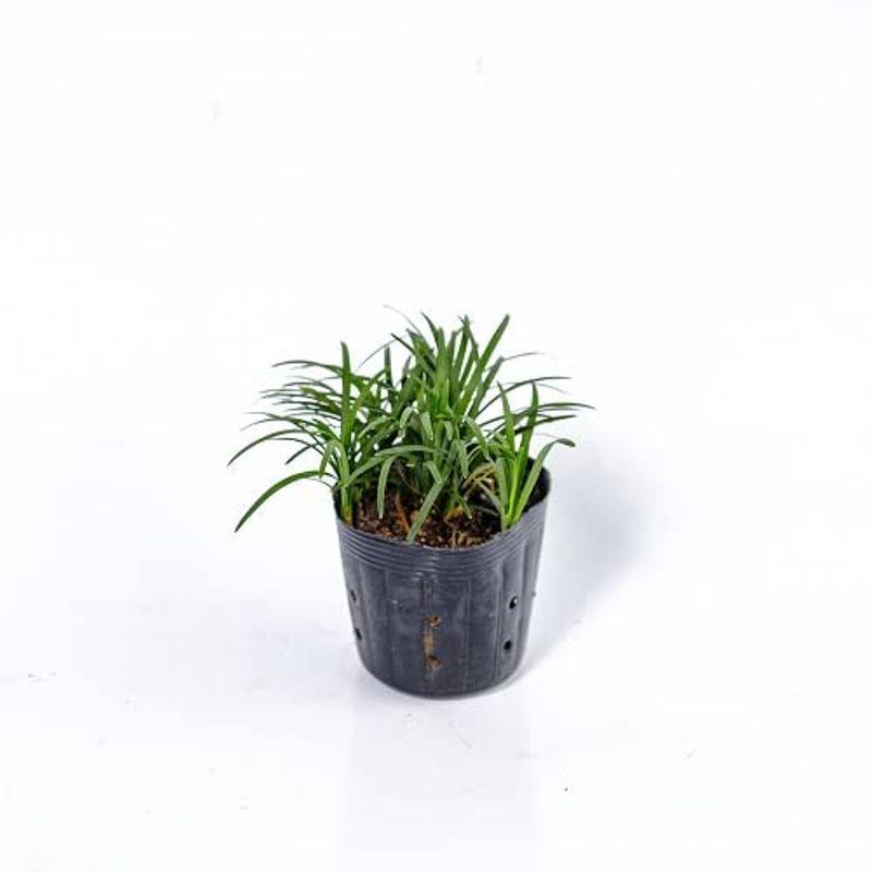 160本セットタマリュウ 下 013ならショッピング ランキングや口コミも豊富なネット通販 更にお得なpaypay残高も スマホアプリも充実で毎日どこからでも気になる商品をその場でお求めいただけます 花 ガーデニング 7 5cmポット 7 5cmポット たま