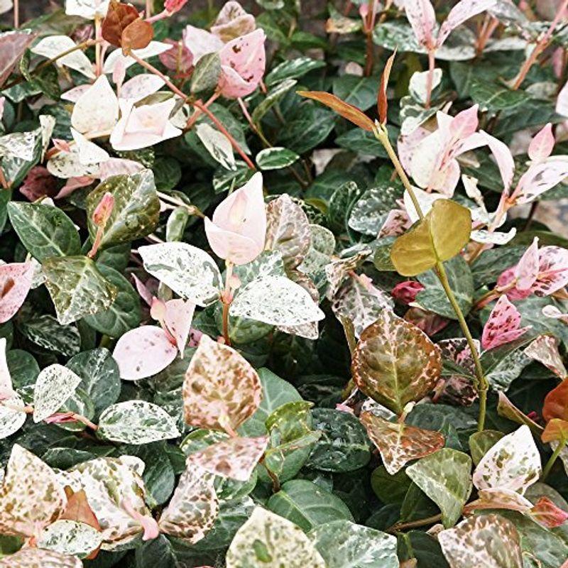 ショッピング公式 苗 苗木 35ポットセット ハツユキカズラ 9cmポット ハツユキカヅラ はつゆきかずら 初雪カズラ 苗木 植木 苗 庭木 生け垣 35本 純正お買い得 Ssl Daikyogo Or Jp