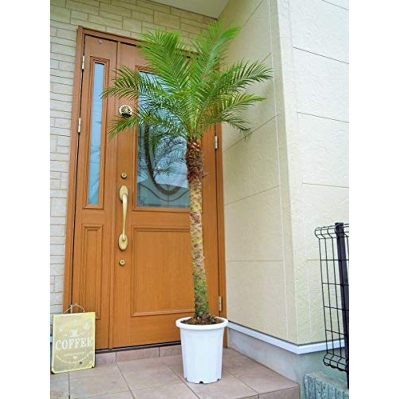 フェニックス その他苗木 植木 苗木 植木 ロベレニー 10号 ブリュッケルストア 10号 ならショッピング ランキングや口コミも豊富なネット通販 更にお得なpaypay残高も スマホアプリも充実で毎日どこからでも気になる商品をその場でお求めいただけ